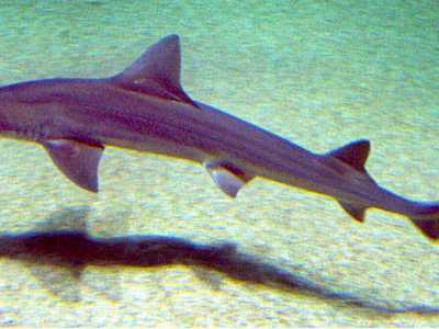 Il palombo (Mustelus mustelus). Foto by Sergio P�rez Gonz�lez
